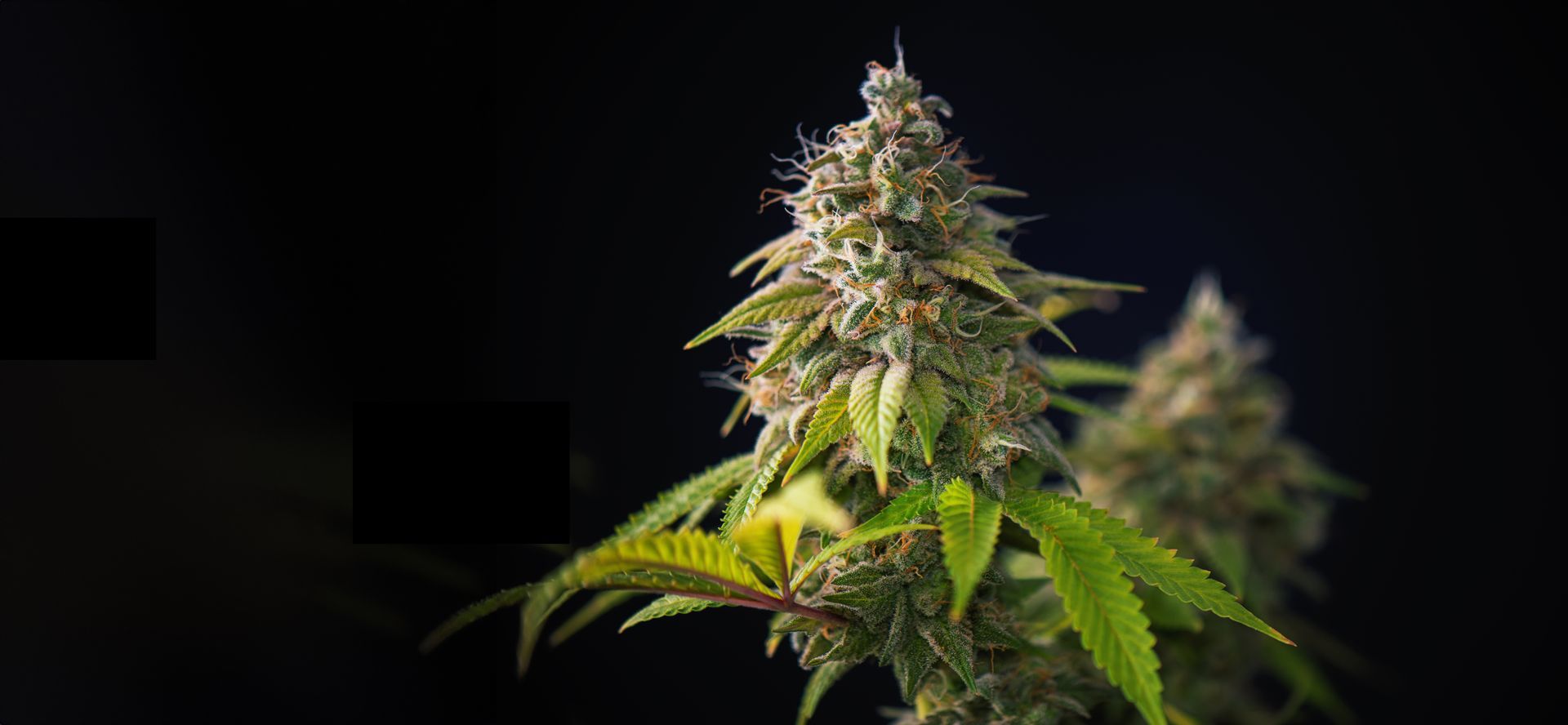 cannabis plant