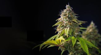 cannabis plant