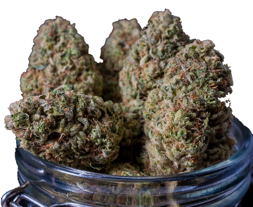 cannabis buds