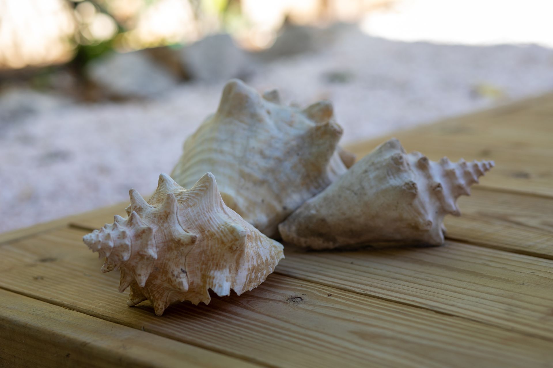 Drie witte schelpen op een houten ondergrond, met een wazige achtergrond van witte stenen en groen.