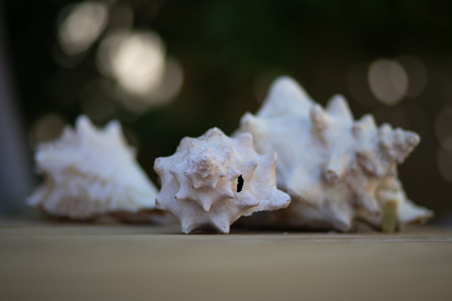 Drie gestructureerde, witte schelpen op een houten ondergrond, met een wazige groene achtergrond.