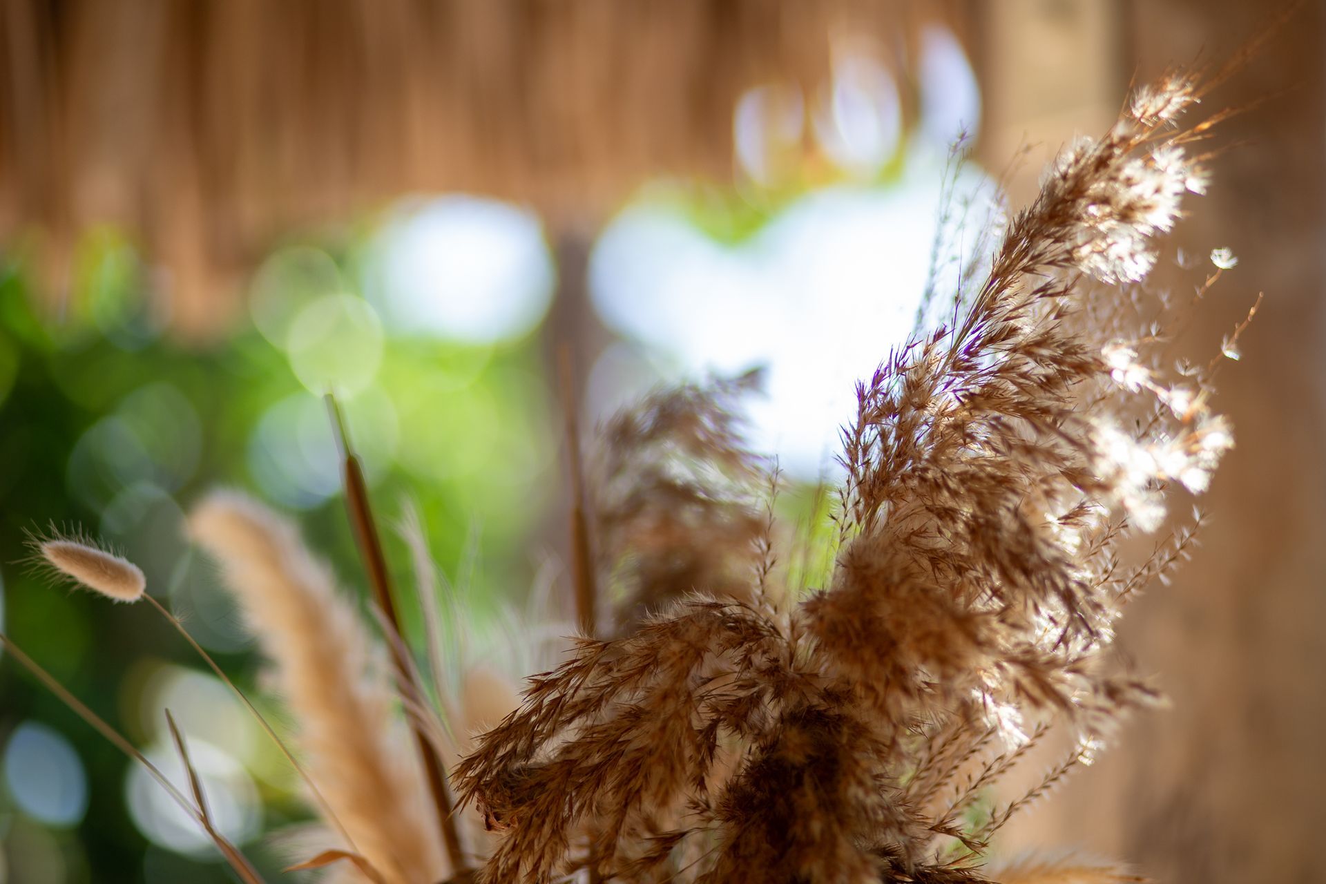 Verdroogd, pluizig bruin gras in het zonlicht; groene, wazige achtergrond met witte lichtcirkels.