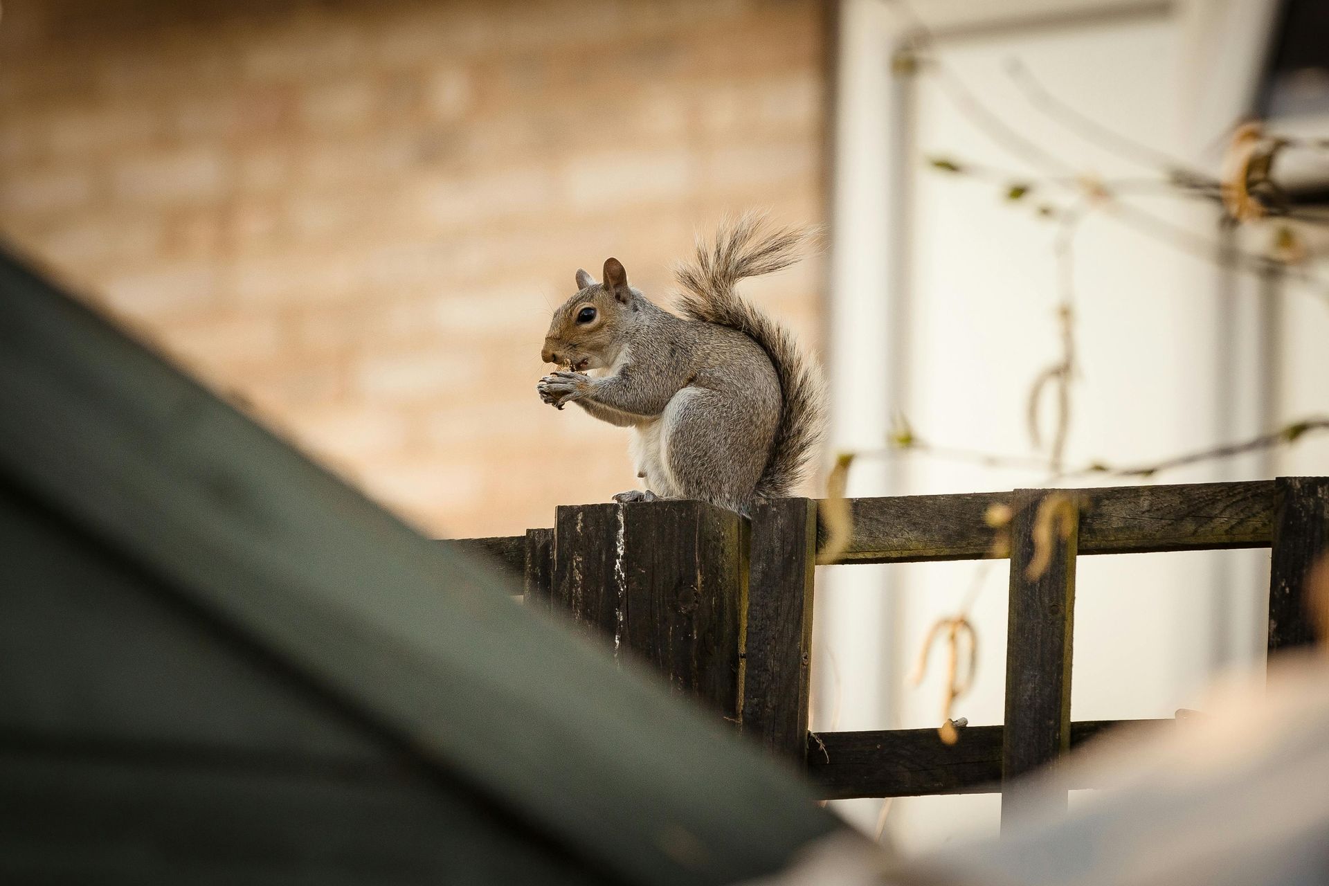 squirrel perched on back porch