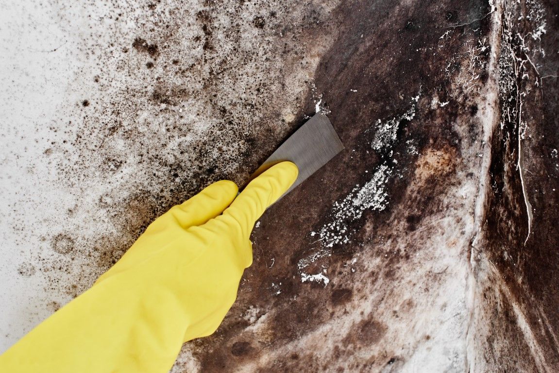 Gloved hand scraping mold from a wall. The wall is dark brown and white.
