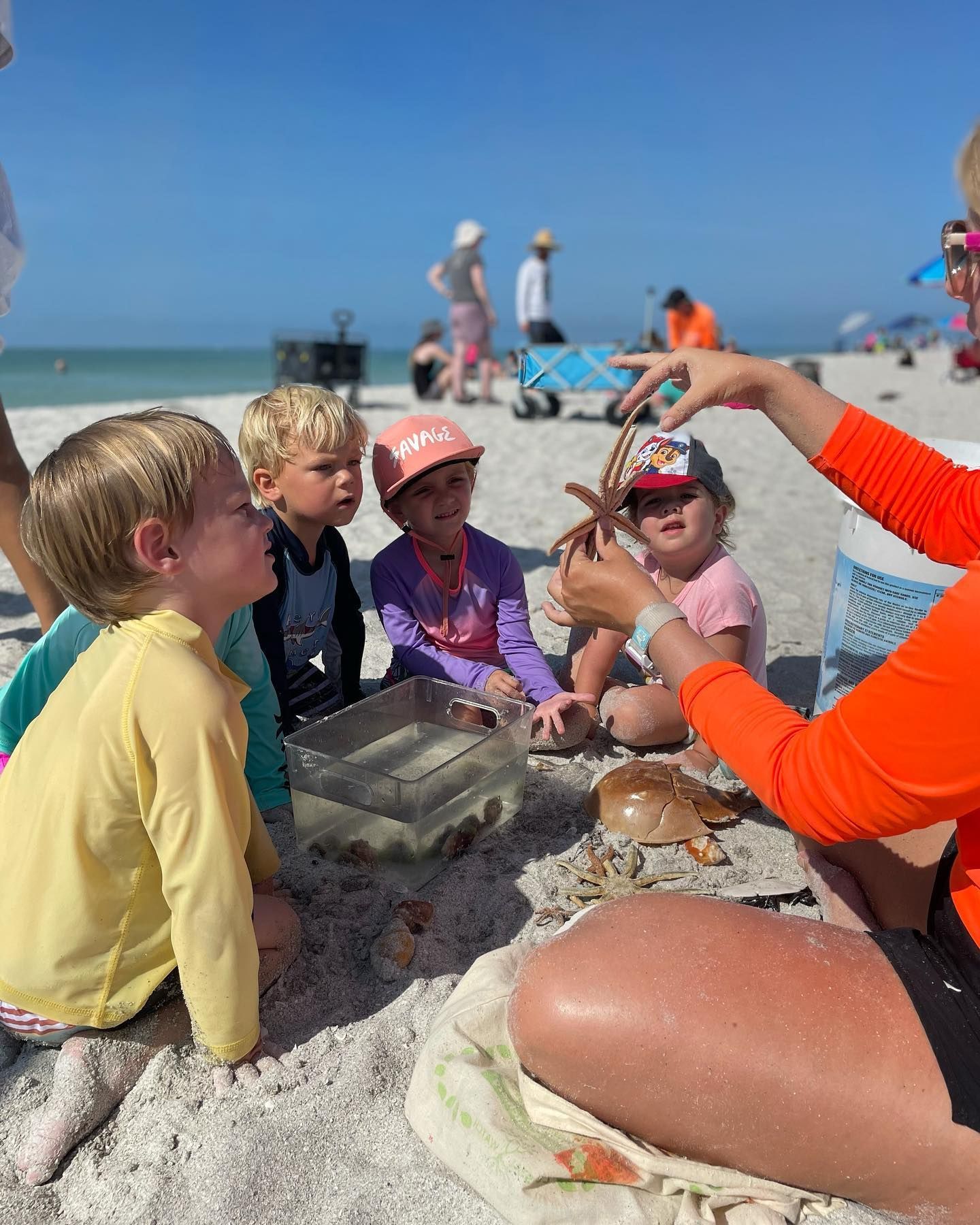 A group of children are sitting on the beach looking at sea turtles.