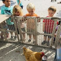 A group of children are looking at a chicken through a plastic fence.