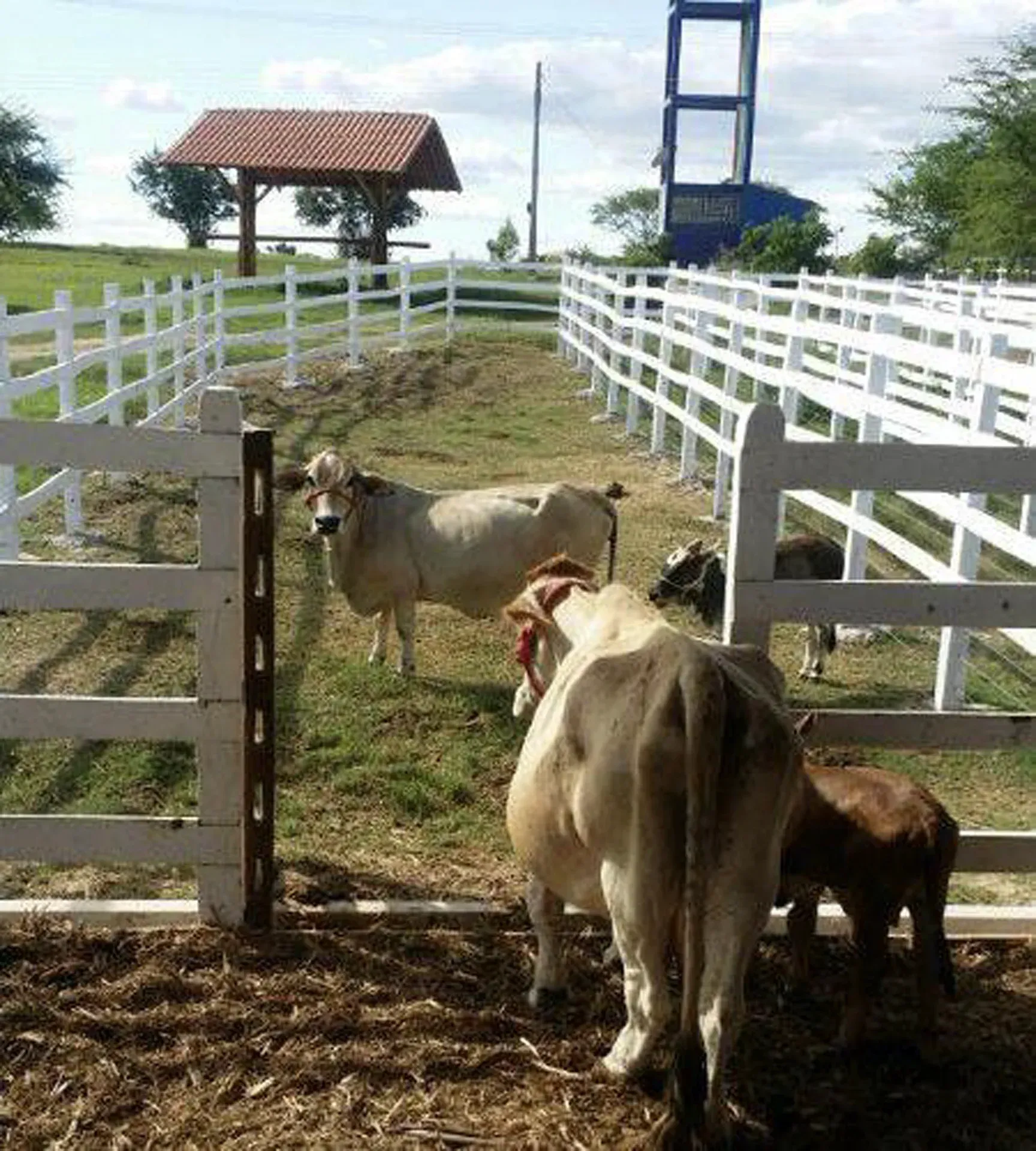 Um rebanho de vacas em uma área cercada