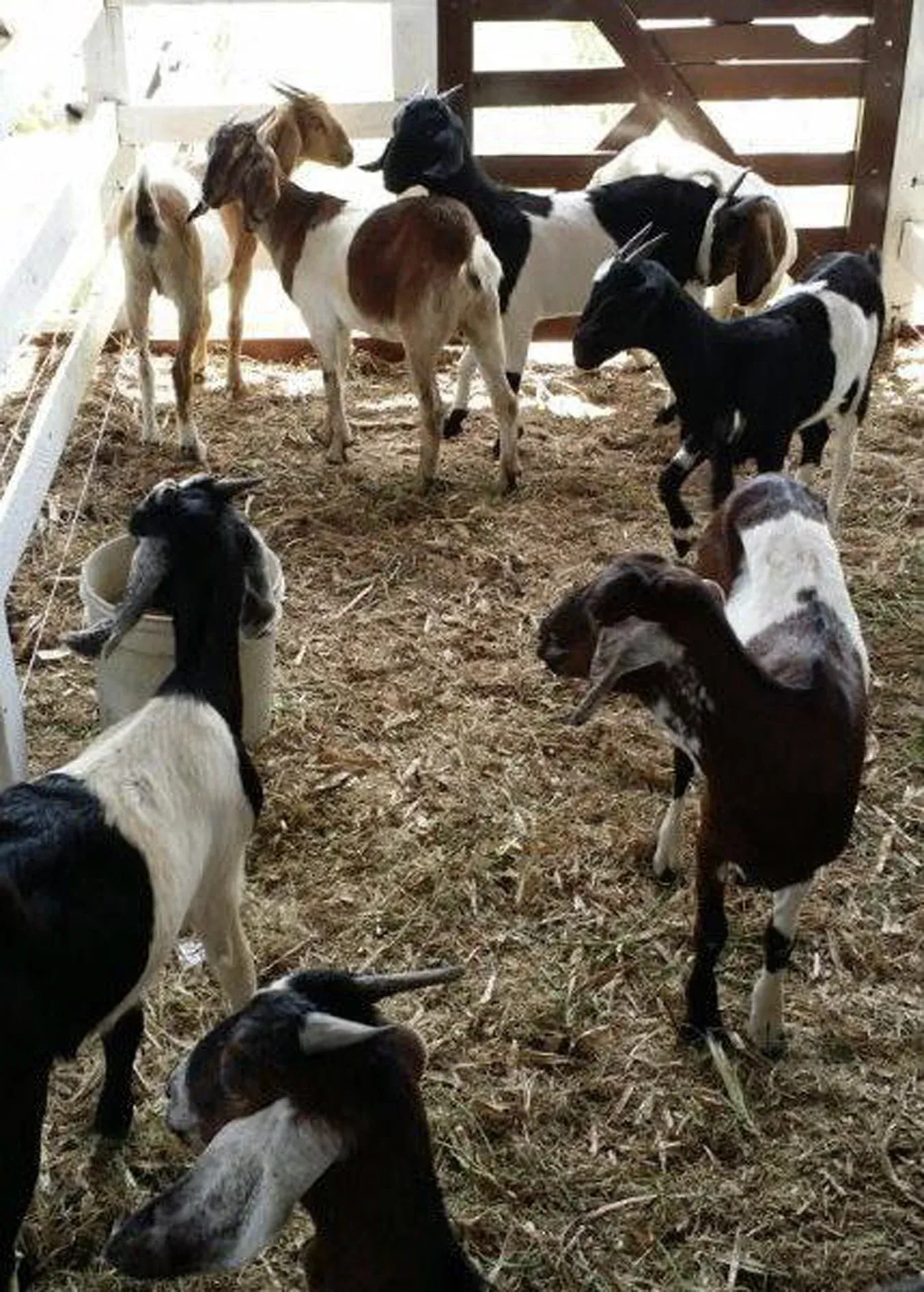 Um rebanho de cabras em uma área cercada