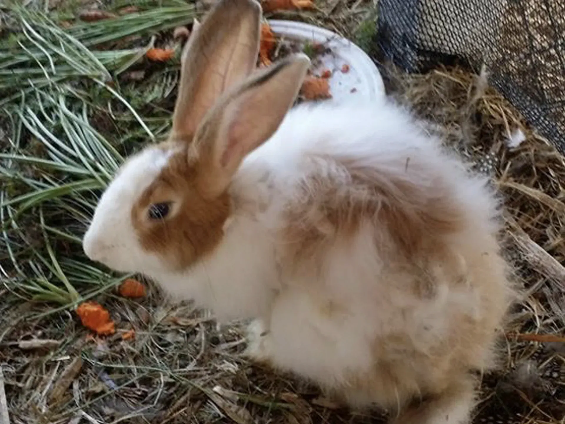 Um coelho marrom e branco está comendo cenouras no chão