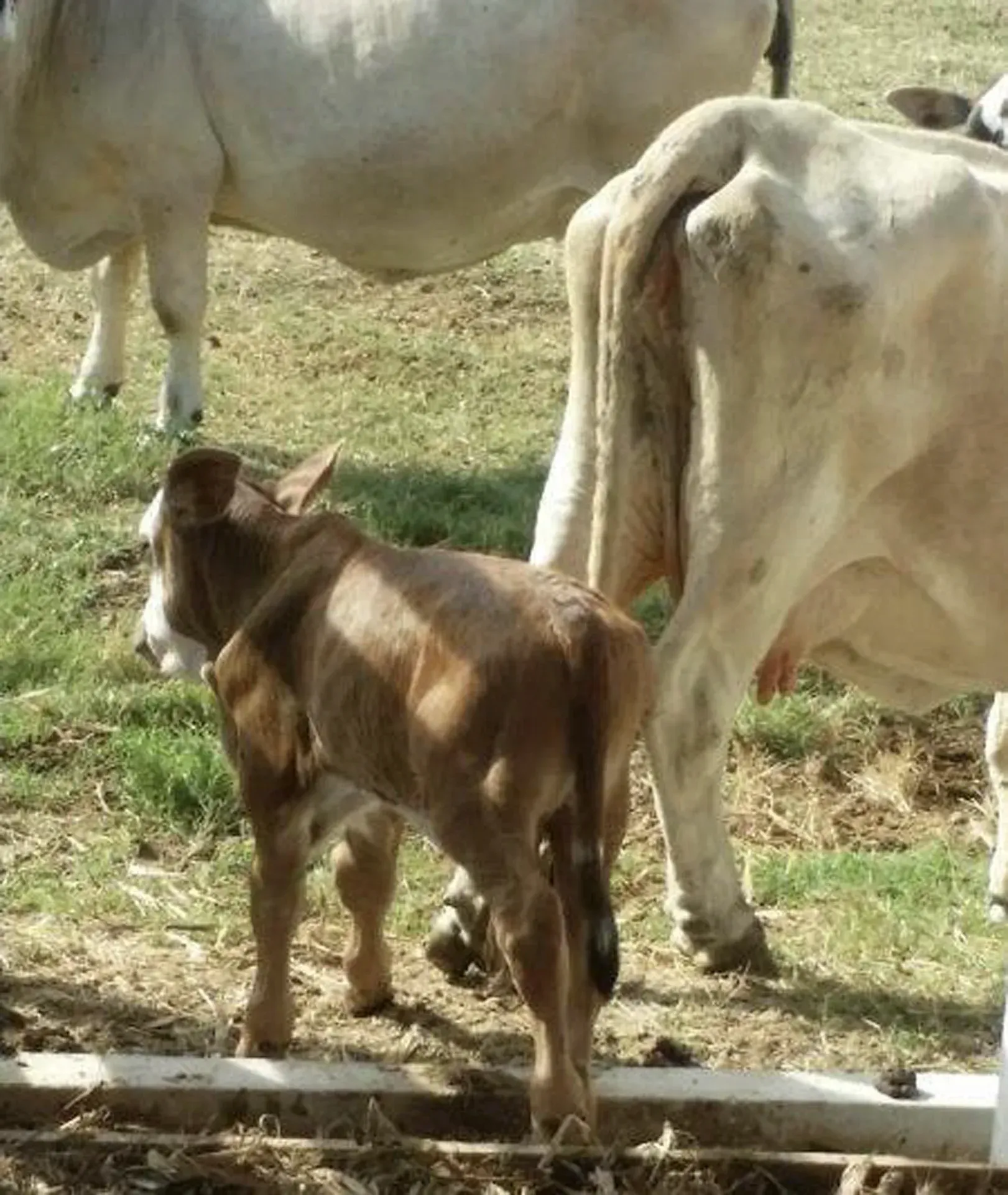 Um bezerro ao lado de uma vaca em um campo