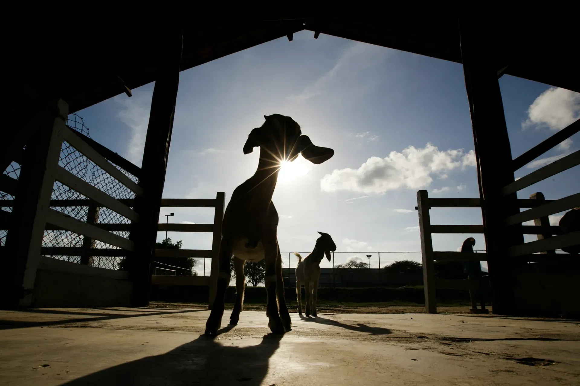 Uma cabra parada em frente a uma cerca com o sol brilhando através de suas orelhas