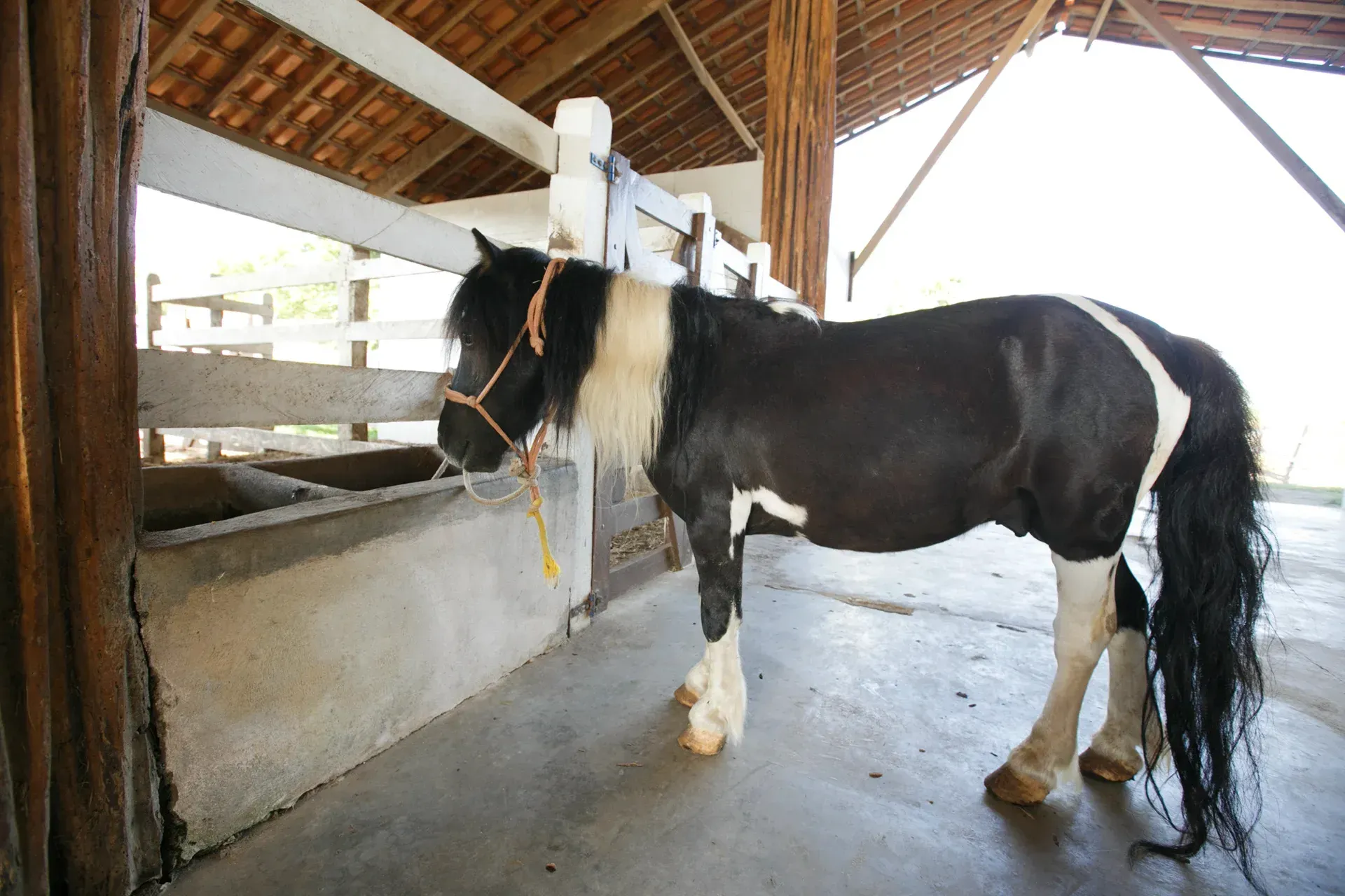 Um cavalo preto e branco está em um estábulo