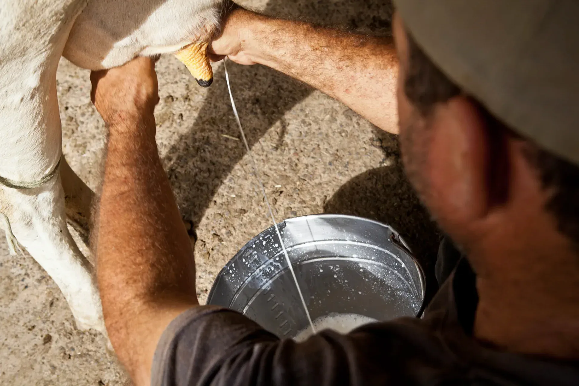 Um homem está ordenhando uma vaca de um balde.