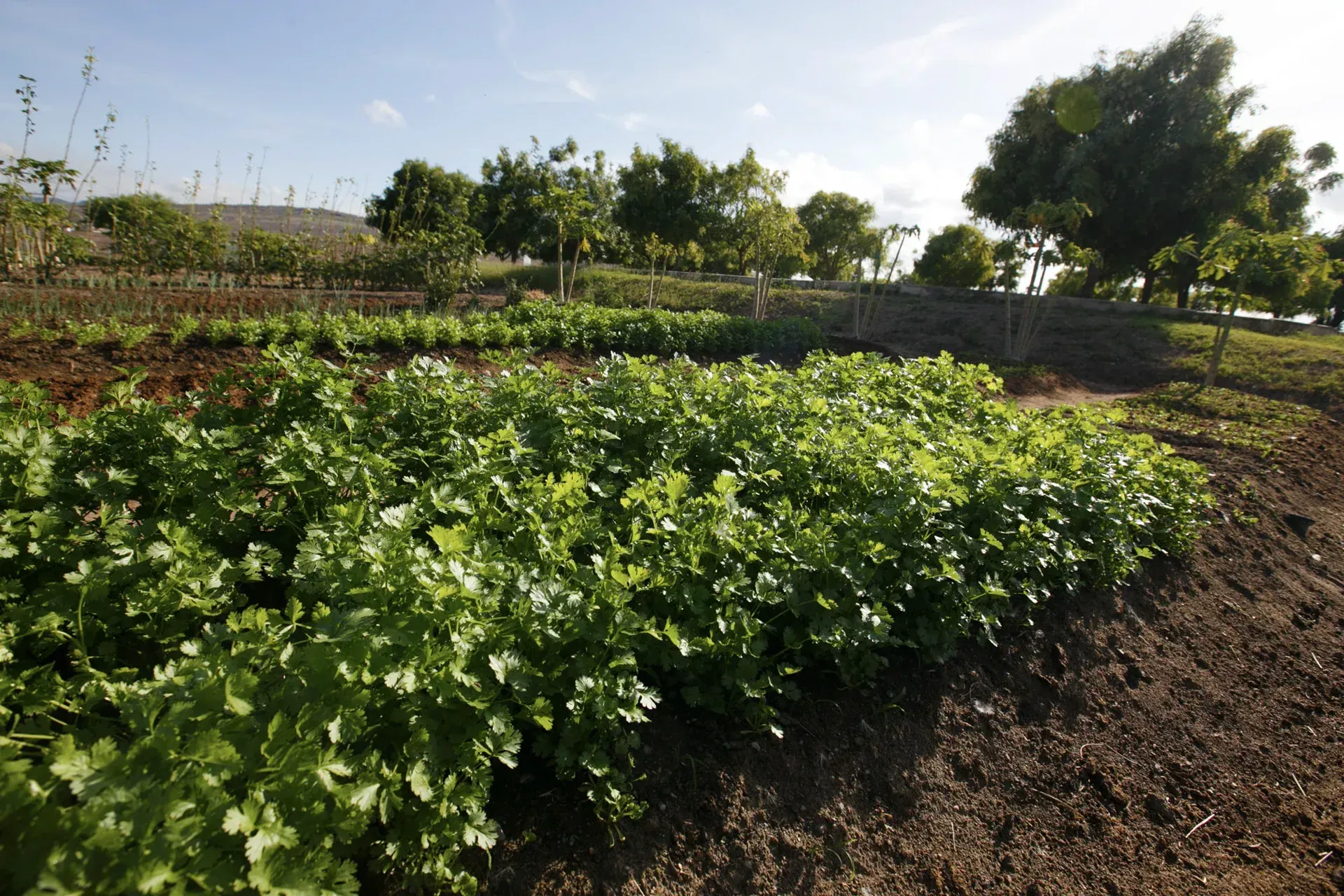 Um jardim cheio de plantas e árvores verdes