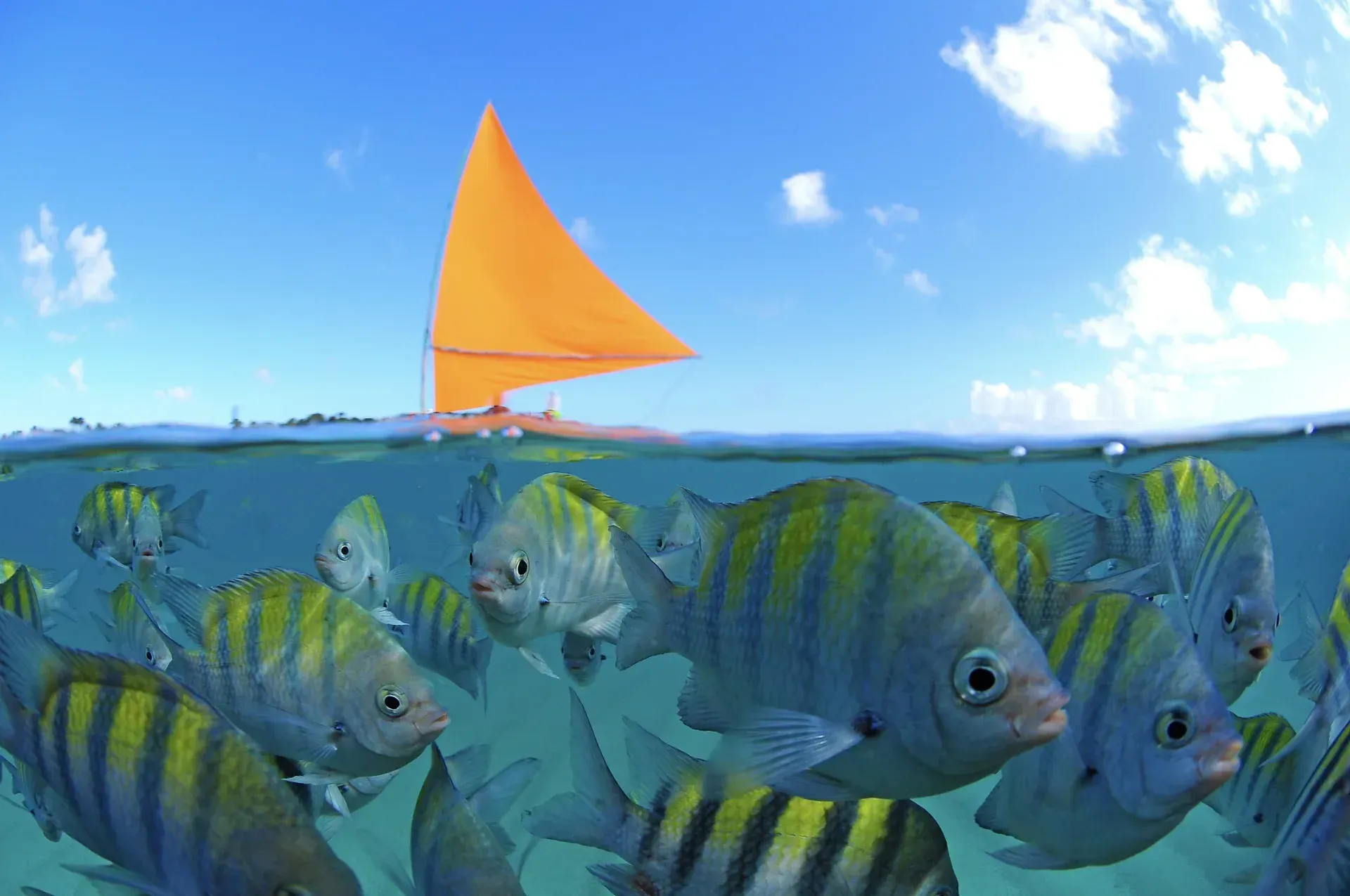 Um grupo de peixes nadando no oceano com um veleiro ao fundo.