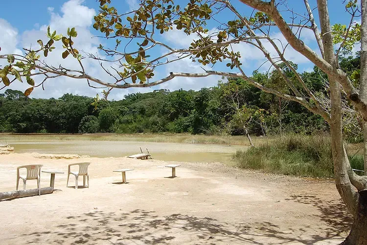 Uma praia com mesas e cadeiras e uma árvore em primeiro plano