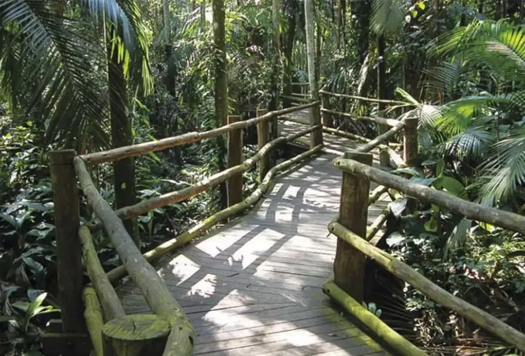 Uma ponte de madeira no meio de uma floresta verdejante.