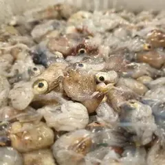 gastronomia chioggia