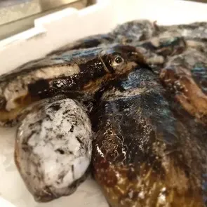 gastronomia chioggia