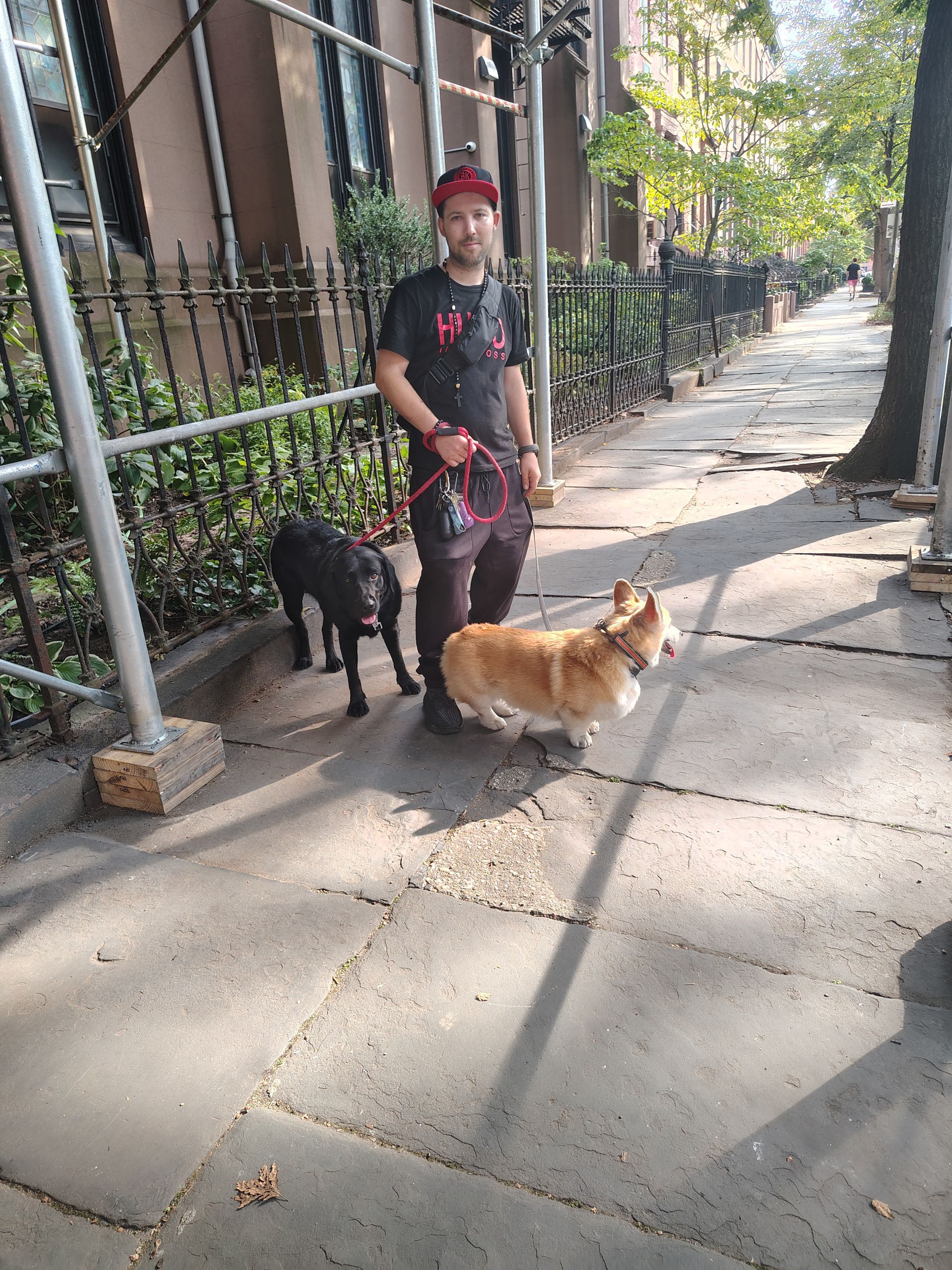 Man walking two dogs on a city sidewalk; a black dog and a corgi.