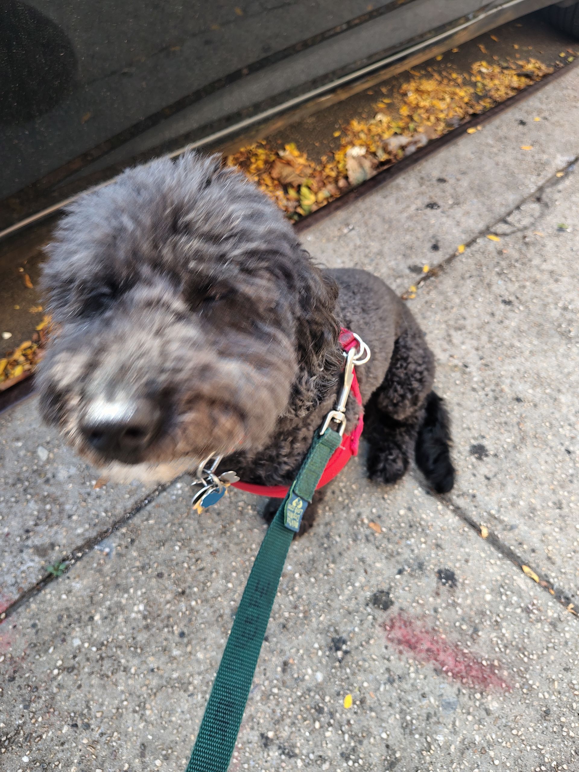 Black dog on a leash, looking up, standing on a sidewalk.