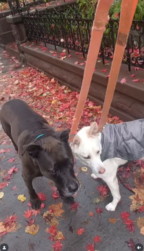 Two dogs on a sidewalk with fall leaves. One black, one white with a gray jacket.