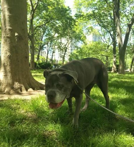Dog on leash in a park, blue-gray coat, green grass, trees, sunny day.