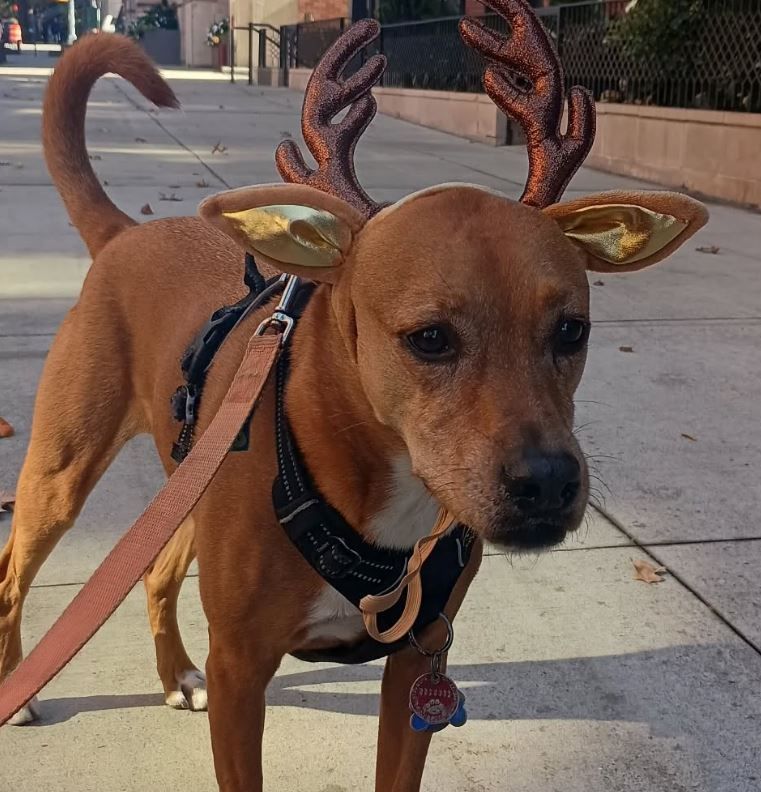 Brown dog wearing reindeer antlers and harness, on a sidewalk.