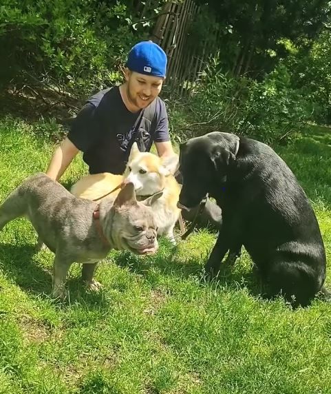 Man in blue cap with three dogs in grassy area; French Bulldog, Corgi, and Labrador.
