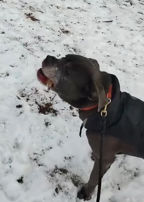Gray dog in a wintery setting, looking up with its mouth open. It's wearing a black coat and an orange collar.