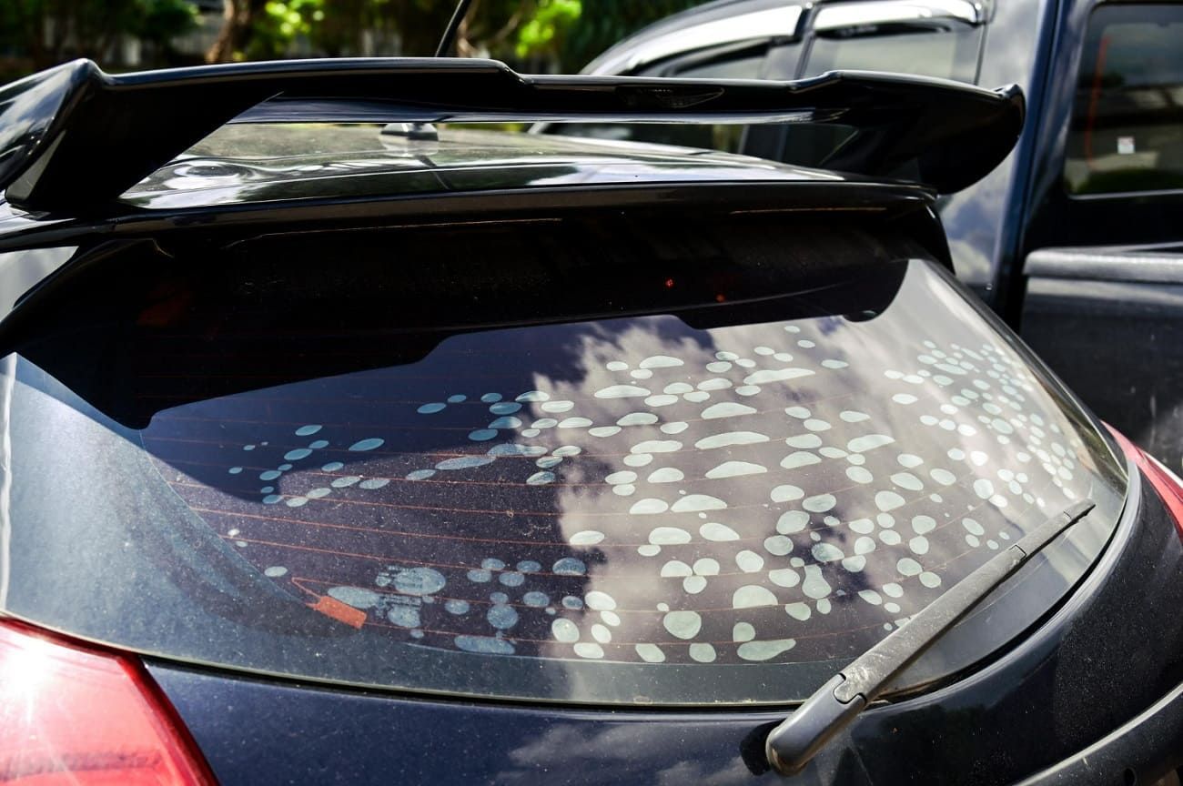 Valuable tips on tinting car windows with a spray - My shiny car