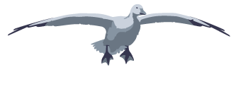 SD Snow Goose Hunts