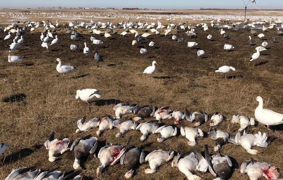 A large flock of birds are laying on the ground in a field