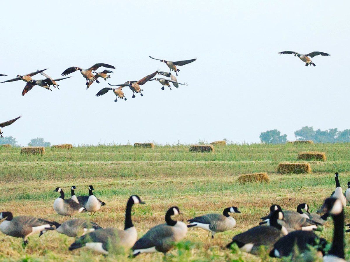 A flock of geese are flying over a grassy field.