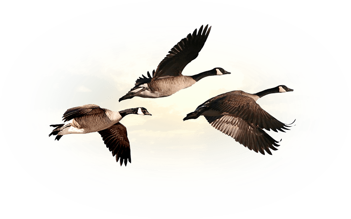 Canada goose hunts in Saskatchewan