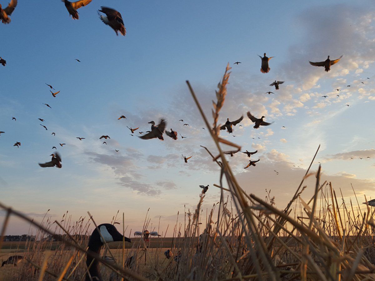 A flock of birds flying over a field of tall grass