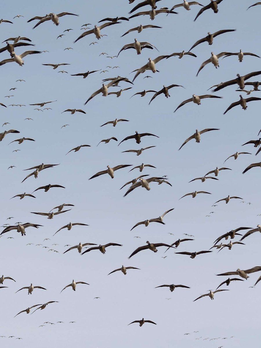 A large flock of birds flying in a blue sky
