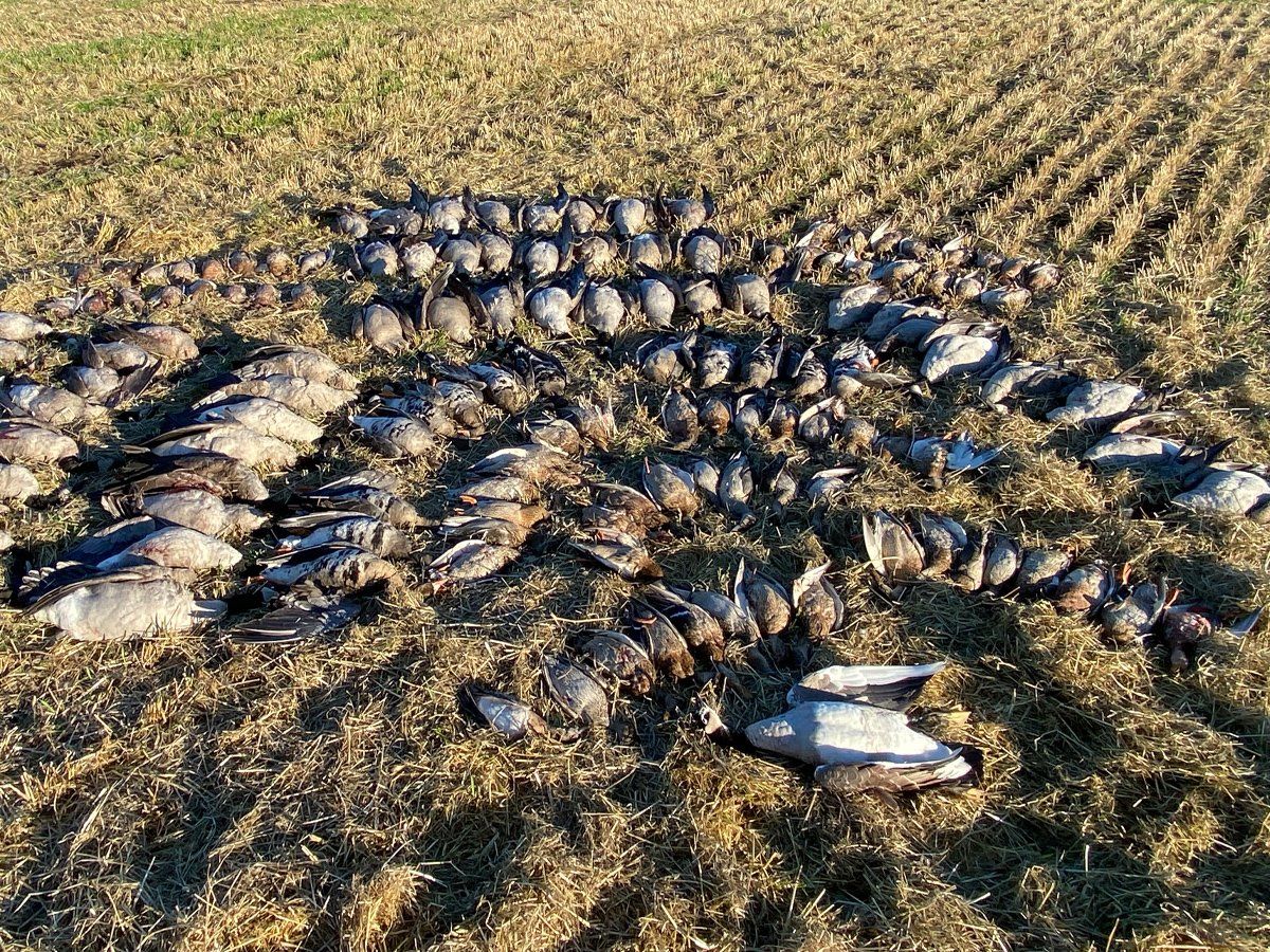A large flock of birds are laying on the ground in a field.