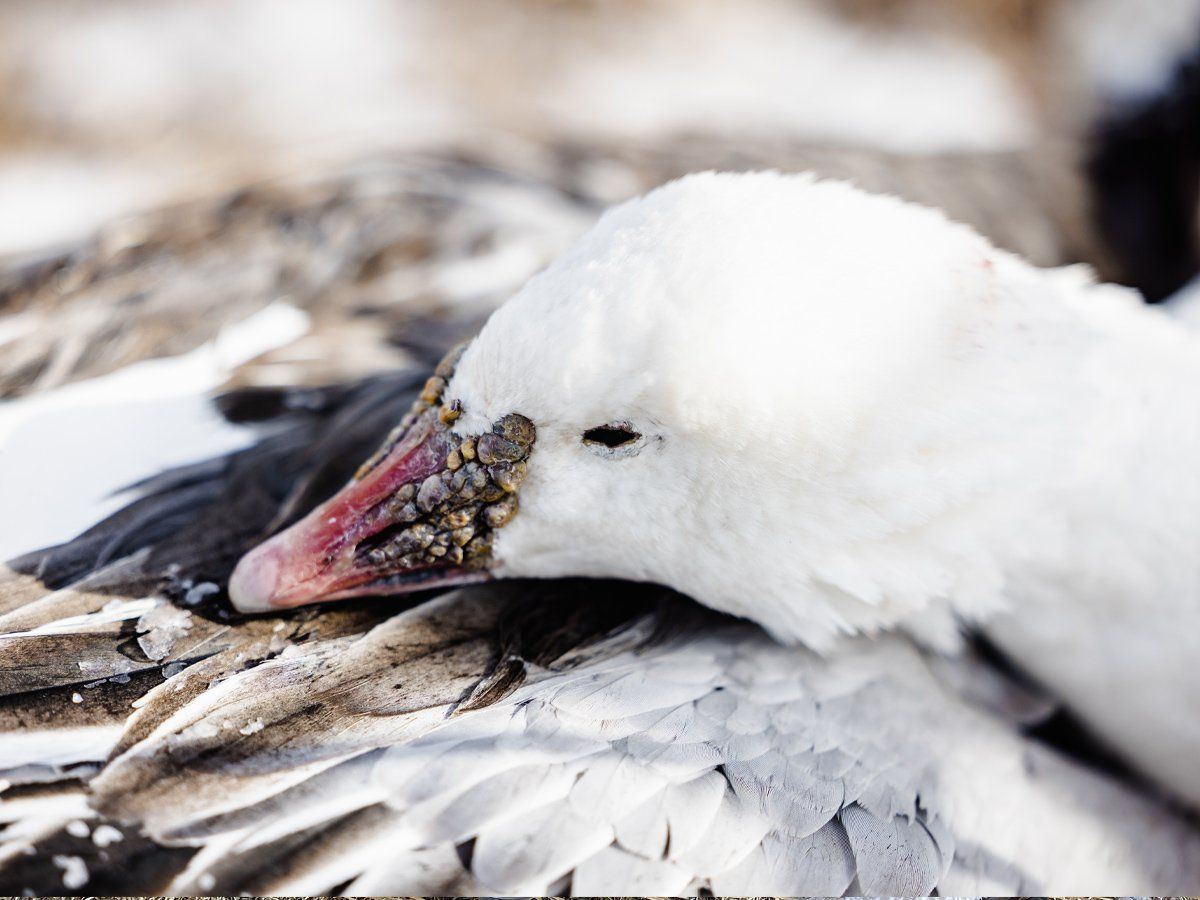 A close up of a white bird with a red beak
