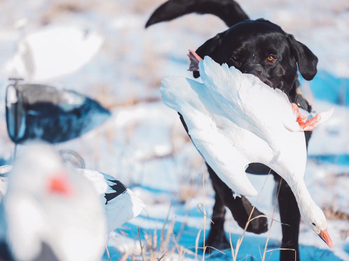 A black dog is holding a white goose in its mouth.
