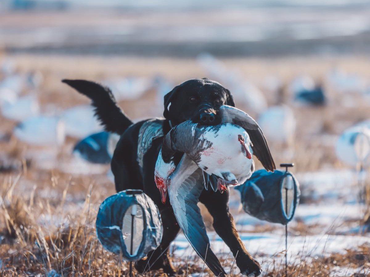 A black dog is carrying a large fish in its mouth.