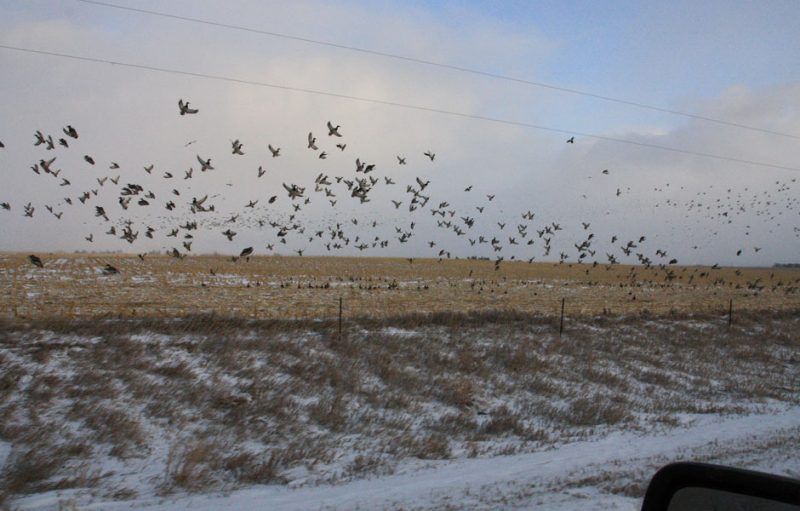 A flock of birds flying over a snowy field