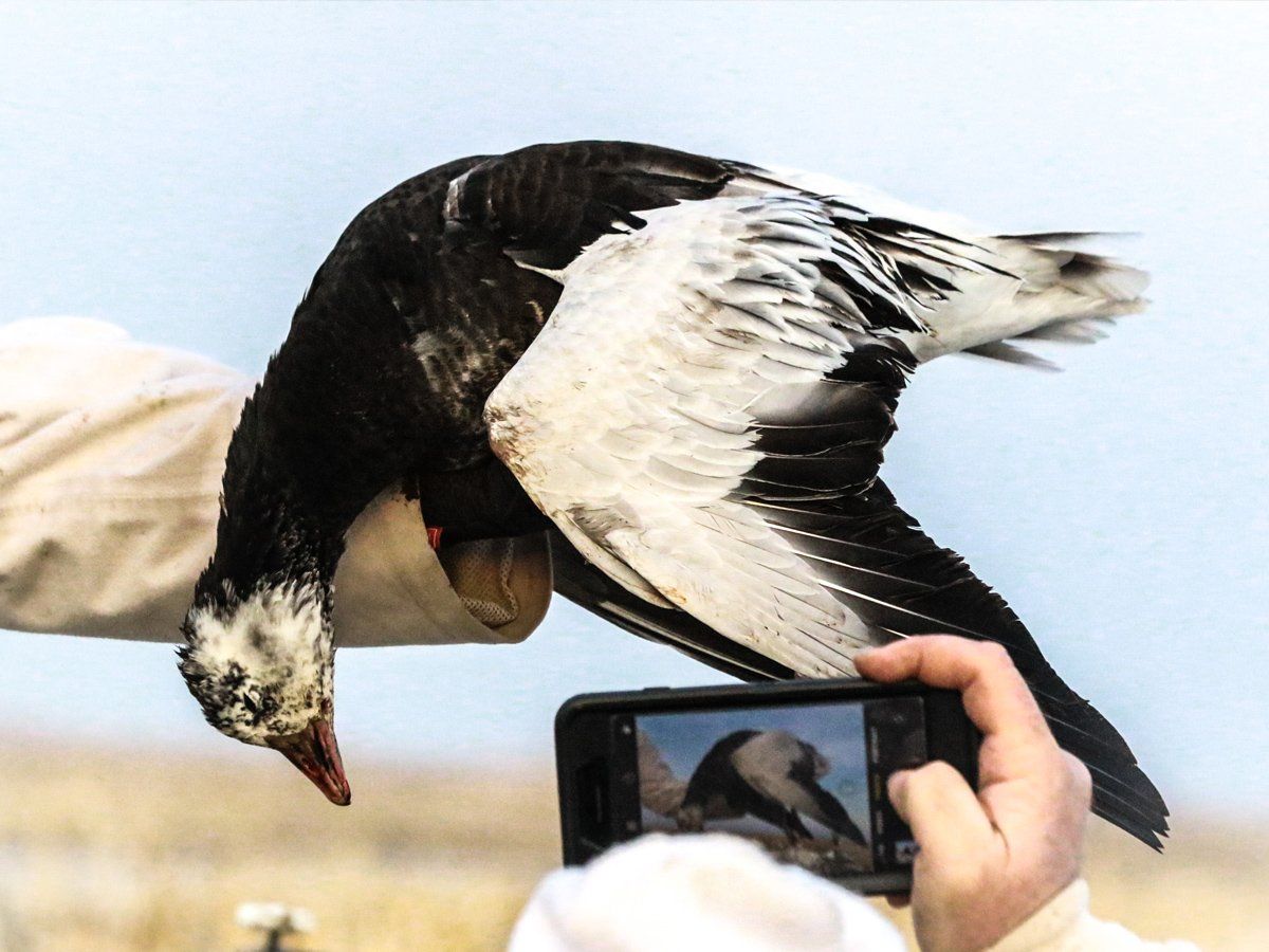 A person is taking a picture of a duck with a cell phone