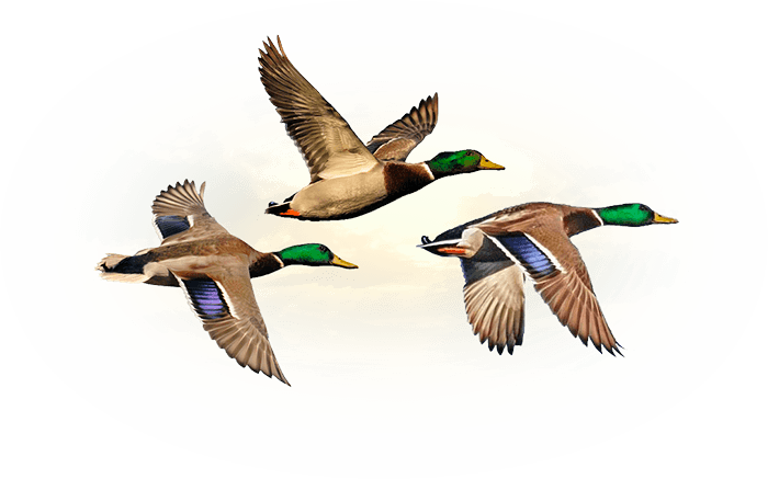 Duck Hunting Guide in Saskatchewan