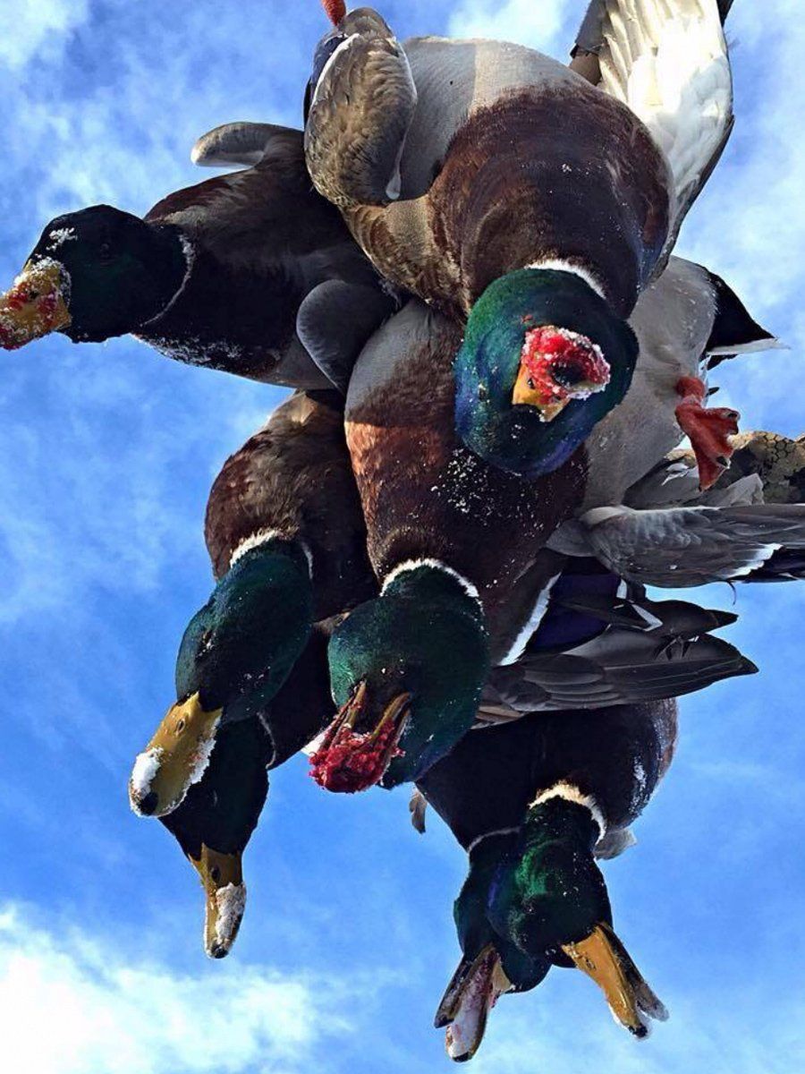 A bunch of ducks are flying in the sky