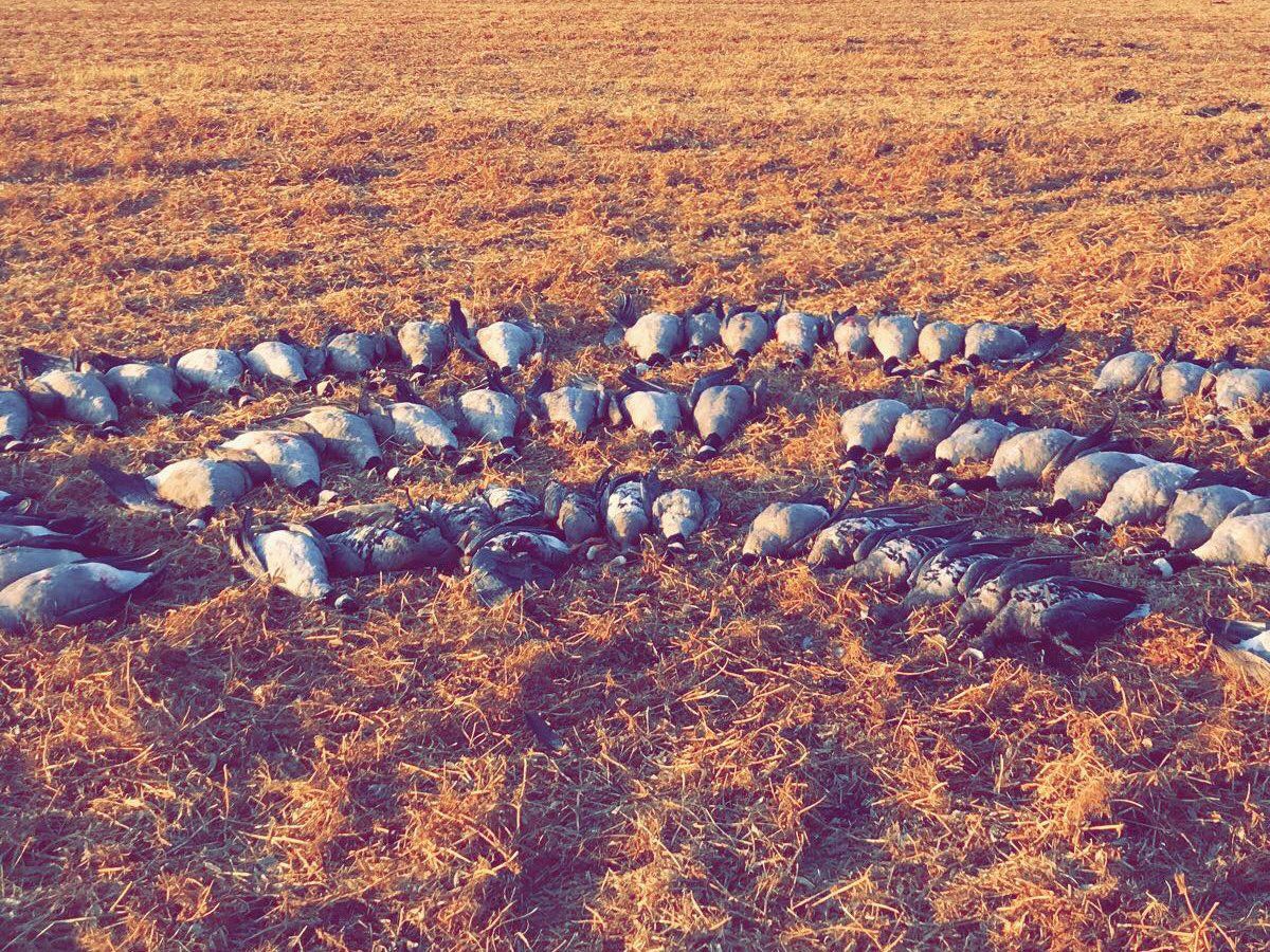 A flock of geese are standing in a field of hay.