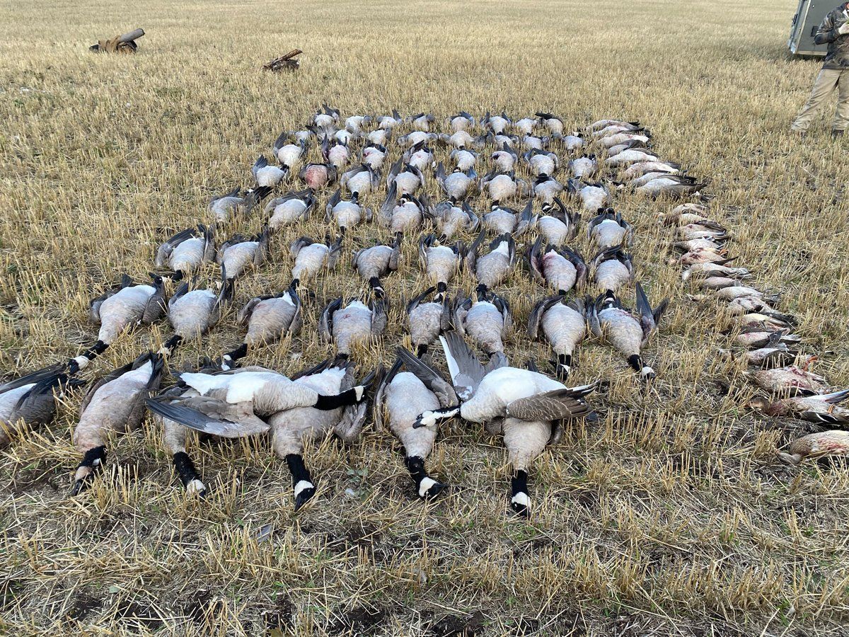 A large flock of geese are laying in a field.