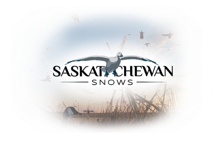 Saskatchewan Goose and Duck Hunting Guide