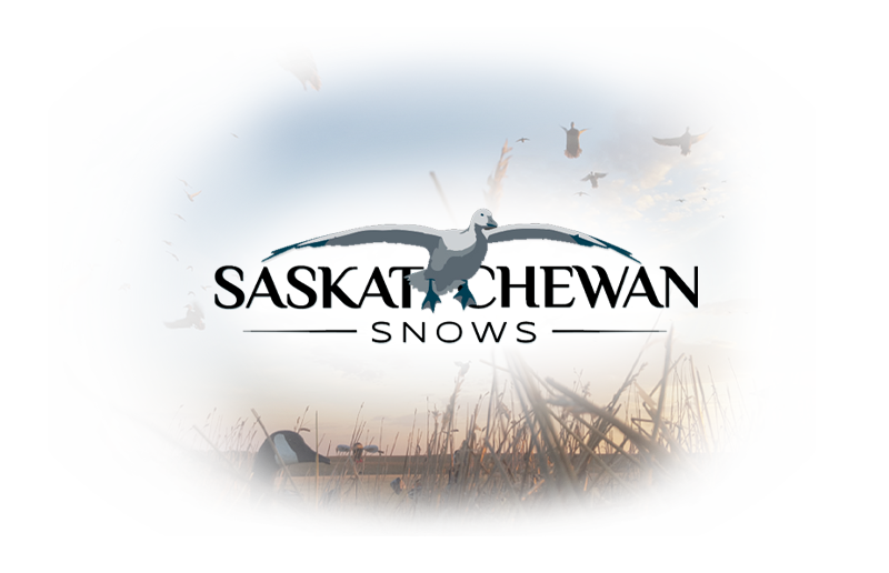 Saskatchewan Goose and Duck Hunting Guide