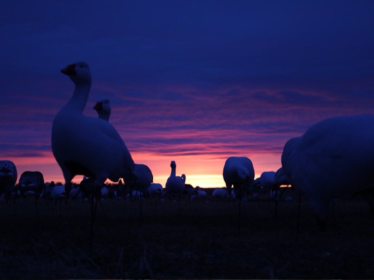 A flock of geese standing in a field at sunset